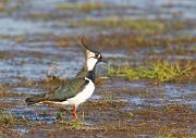 Kiebitz - Northern Lapwing  (Vanellus vanellus)